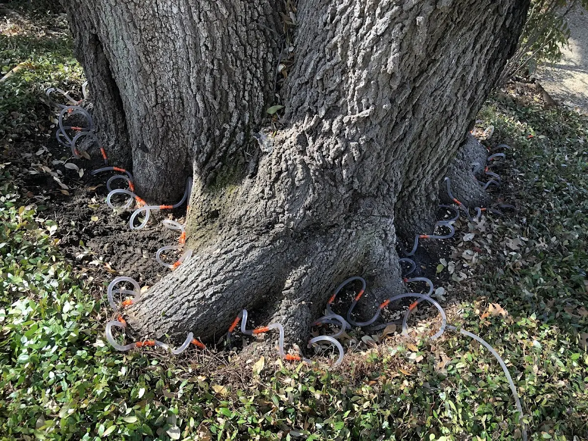 Detailed Tree Cabling and Bracing job site in Joint Base Mdl