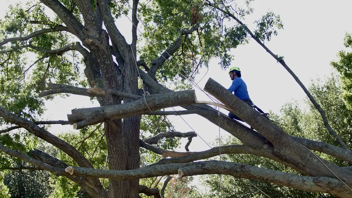 Professional Crown Thinning performed by certified arborists in Joint Base Mdl